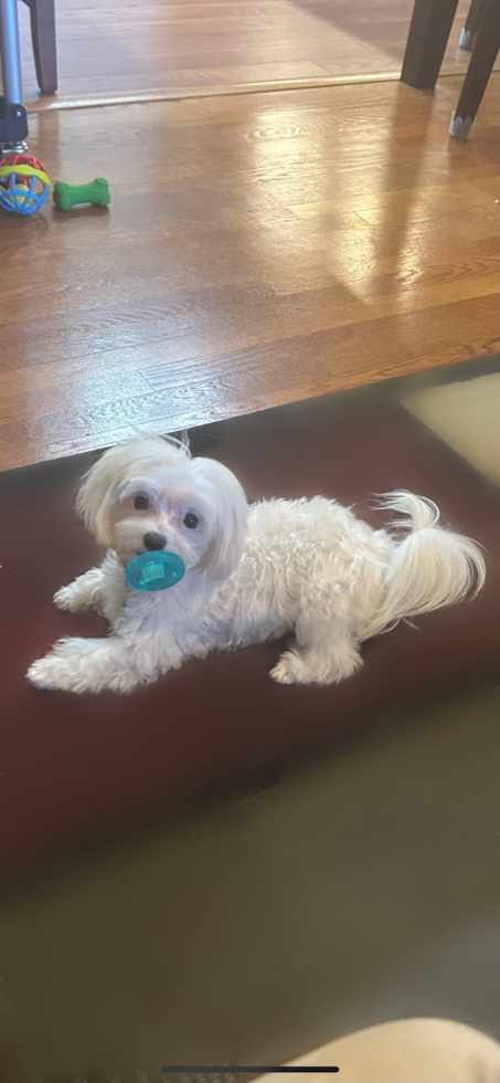 Playful Maltese Purebred Pup