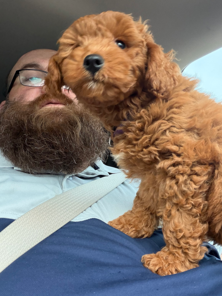 Mini Goldendoodle Pup