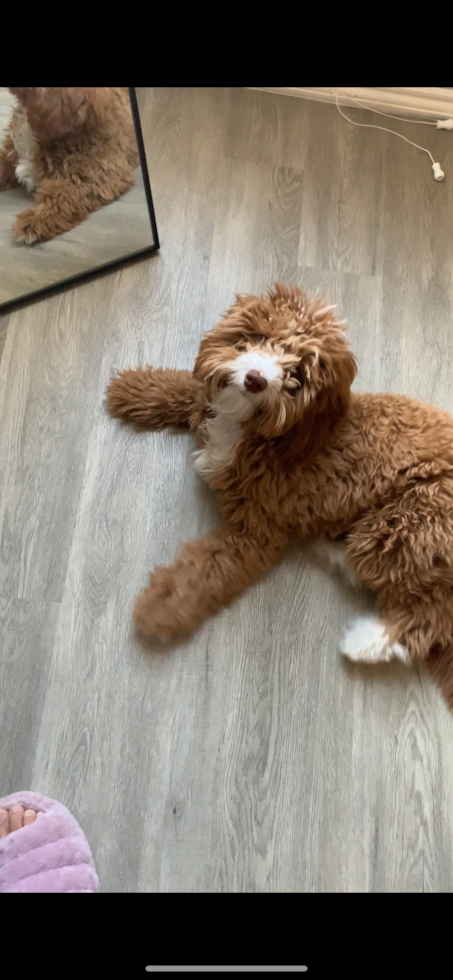 Mini Goldendoodle Being Cute