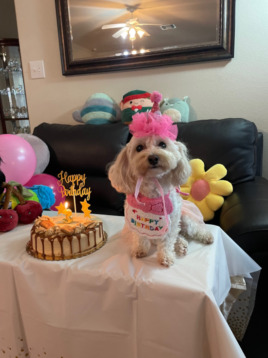 Happy Maltipoo Pup