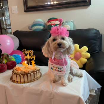 Happy Maltipoo Pup