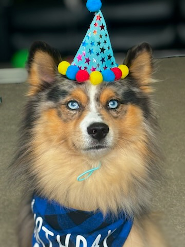 Energetic Husky and Pomeranian Mix Designer Pup