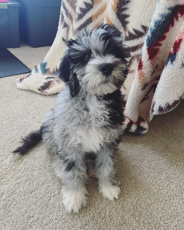 Friendly Mini Portidoodle Pup in San Francisco CA