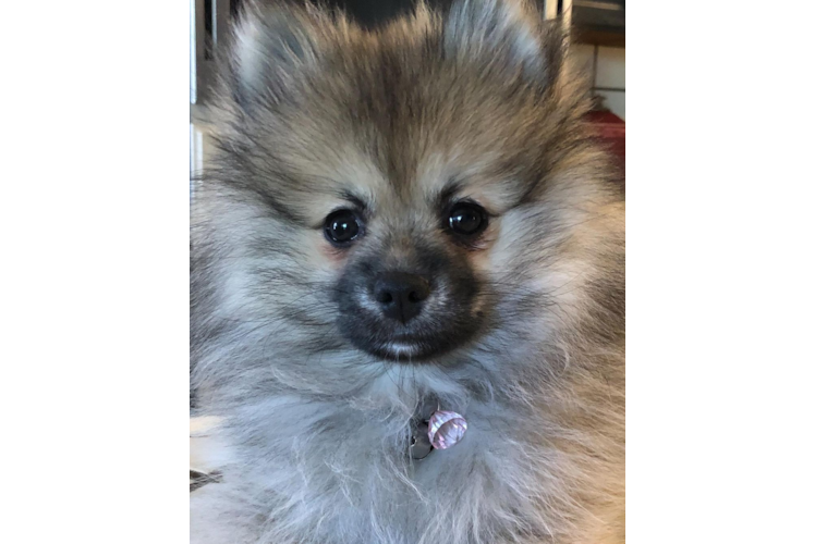 Pomeranian Puppy for Adoption