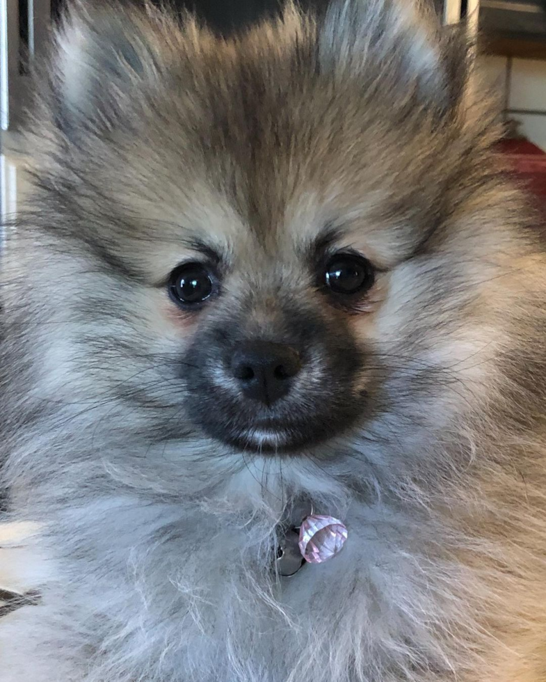 Angels Camp Pomeranian Pup