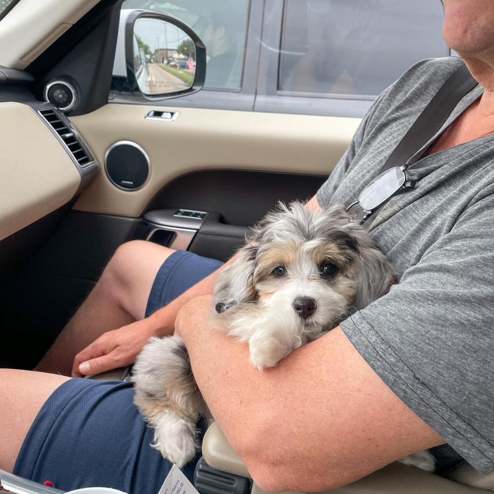 Fluffy Mini Aussiedoodle Poodle Mix Pup