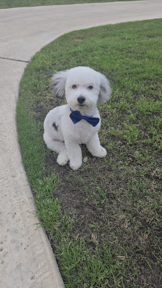 Happy Havapoo Pup