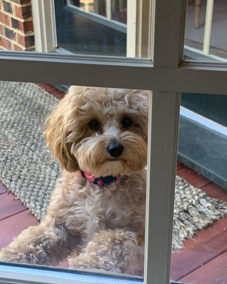 Sweet Cavapoo Pup in Mechanicsville VA