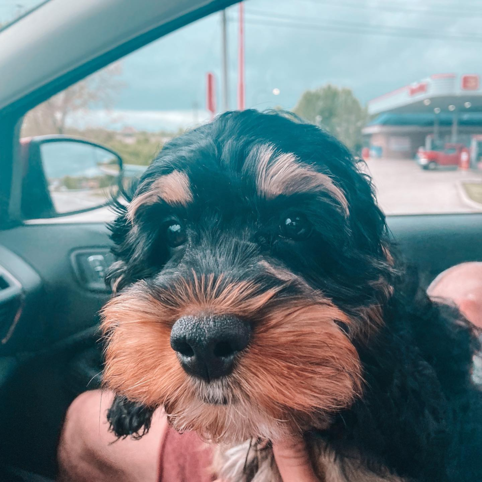 Petite Cockapoo Poodle Mix Pup