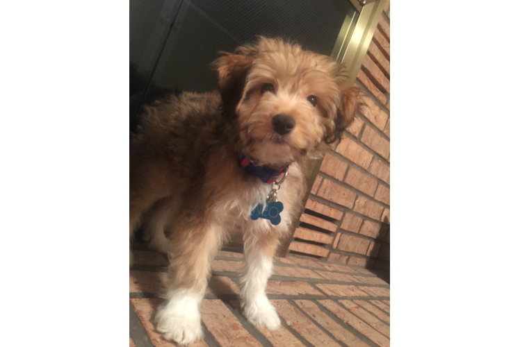 Hypoallergenic Aussiepoo Poodle Mix Puppy