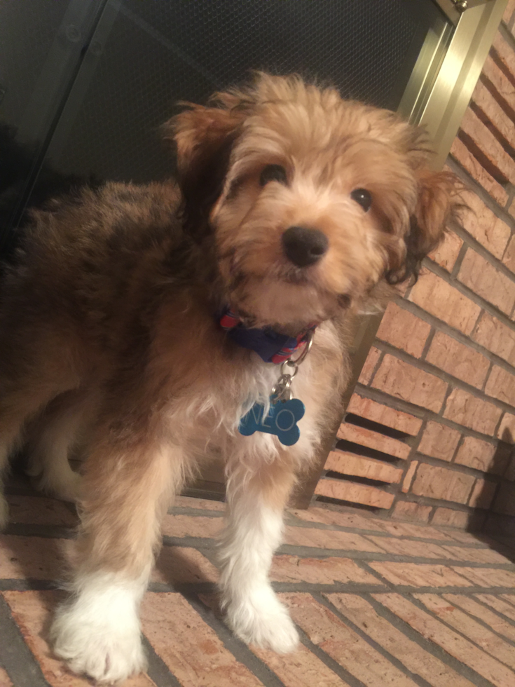 Funny Mini Aussiedoodle Poodle Mix Pup