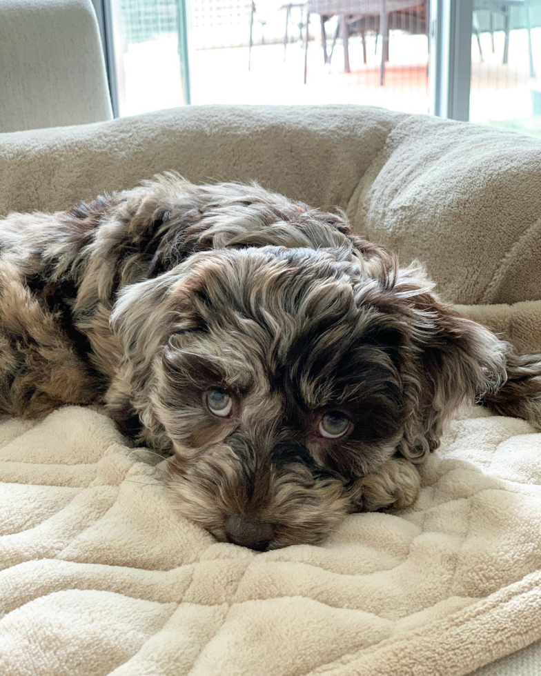 Funny Mini Labradoodle Poodle Mix Pup