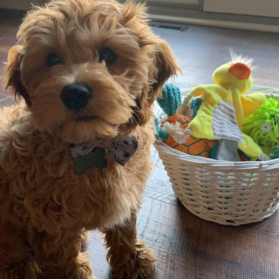 Little Cockerpoo Poodle Mix Pup