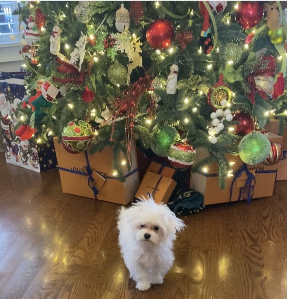 Friendly Maltese Pup