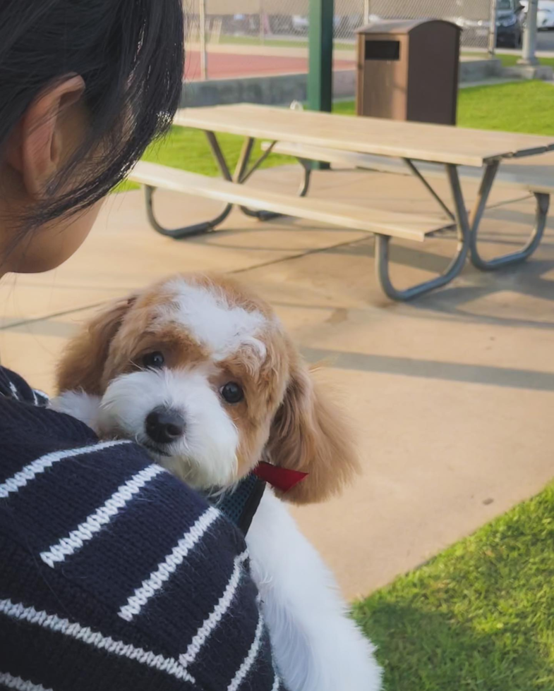 Cute Poodle Pup in El Monte CA