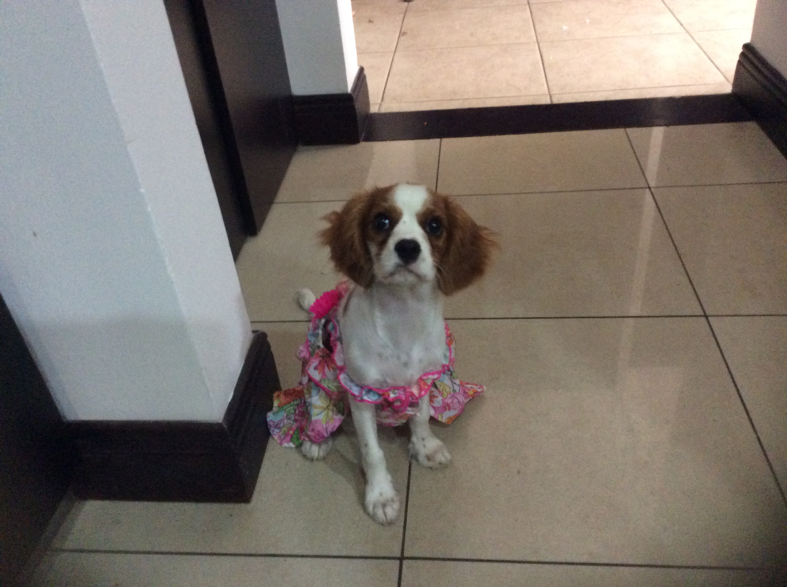 Playful Cavalier King Charles Spaniel Purebred Pup