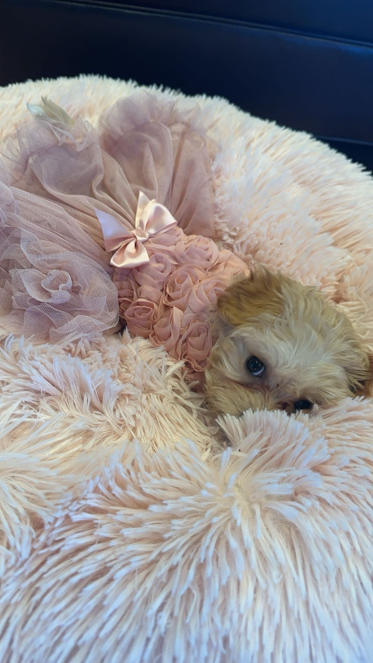Funny Maltipoo Poodle Mix Pup