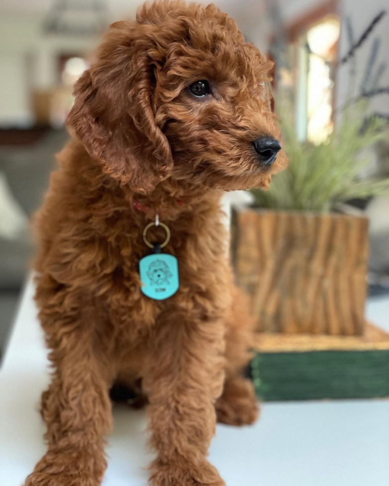 Popular Mini Goldendoodle Poodle Mix Pup