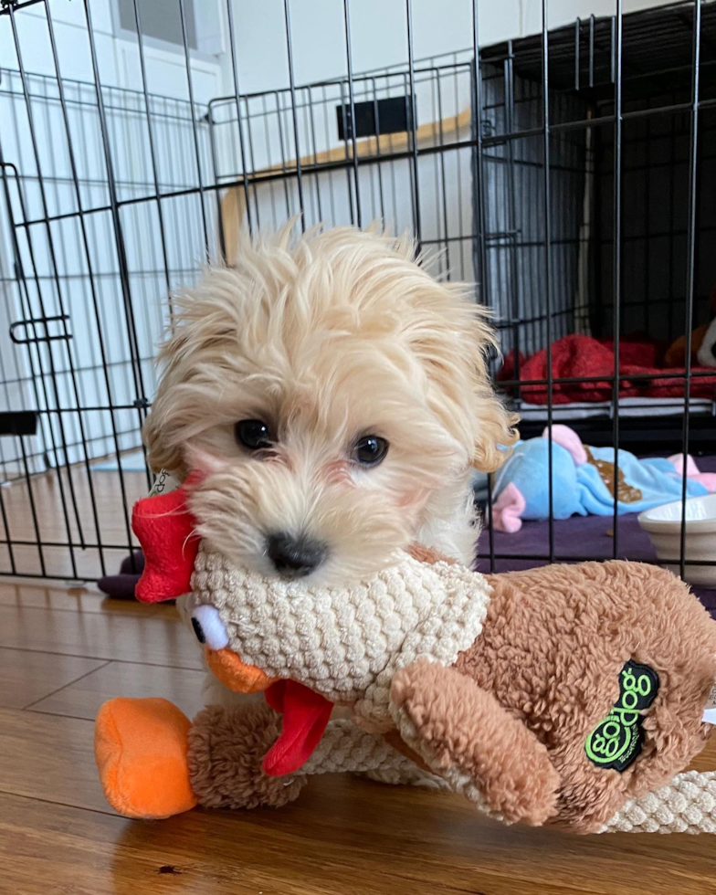 Happy Maltipoo Pup