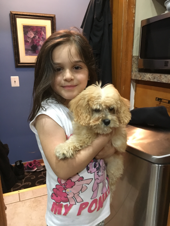 Happy Cavachon Pup