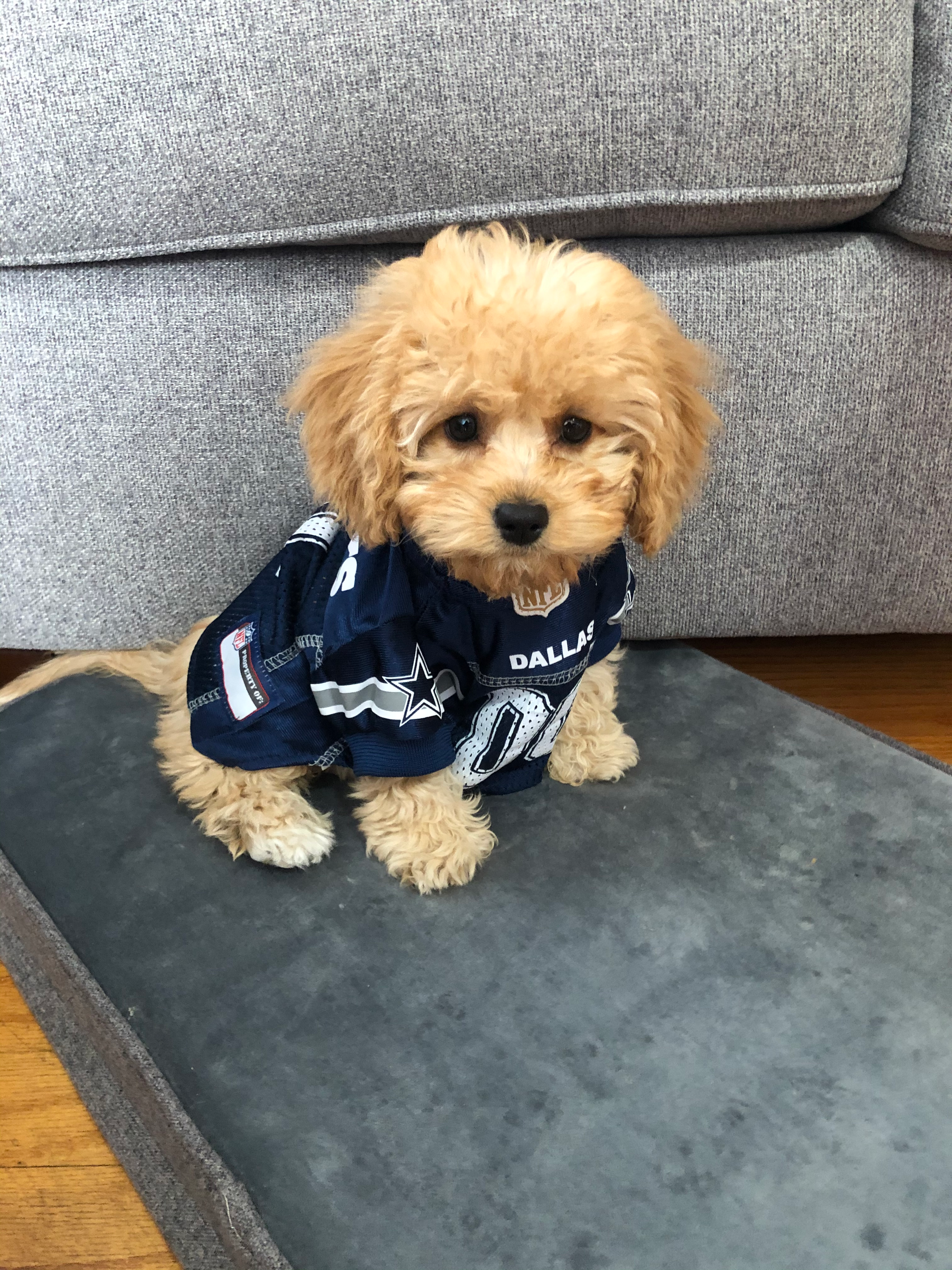 Best Cavapoo Baby