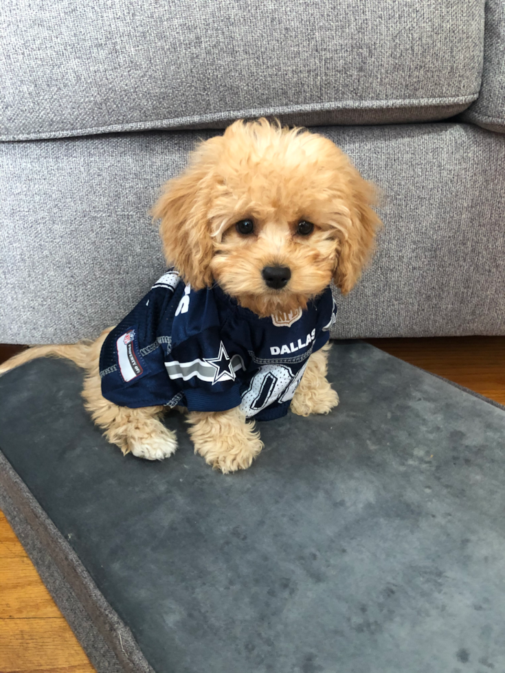 Happy Cavapoo Pup in North Providence RI