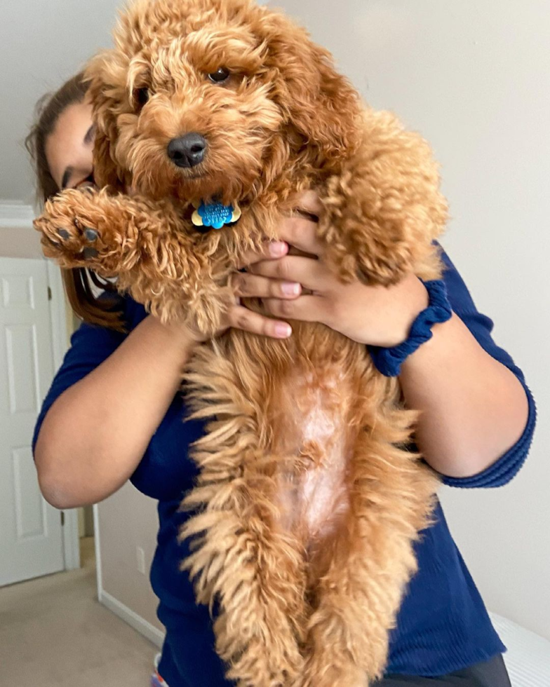 Small Mini Goldendoodle Pup