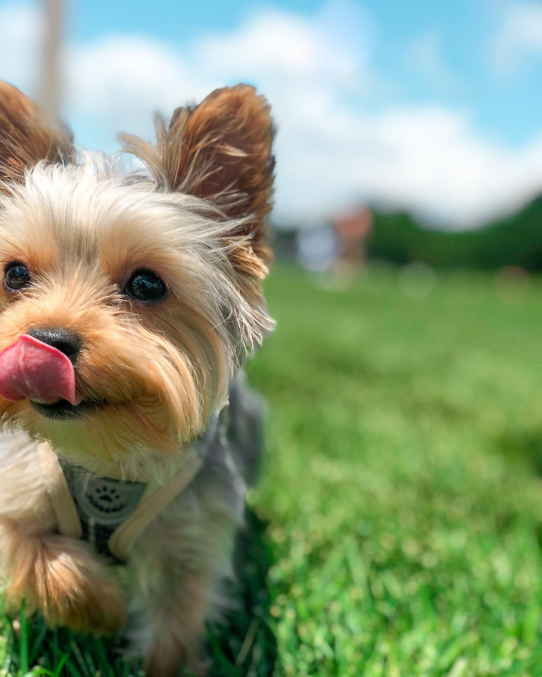 Little Yorkshire Terrier Pup