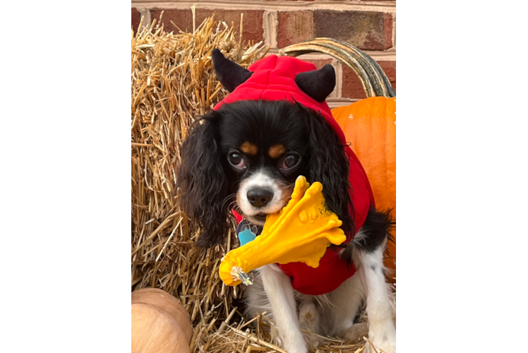 Cavalier King Charles Spaniel Puppy for Adoption