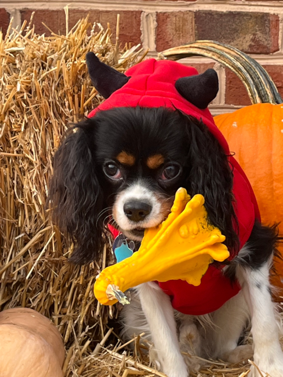 Little Cavalier King Charles Spaniel Purebred Pup