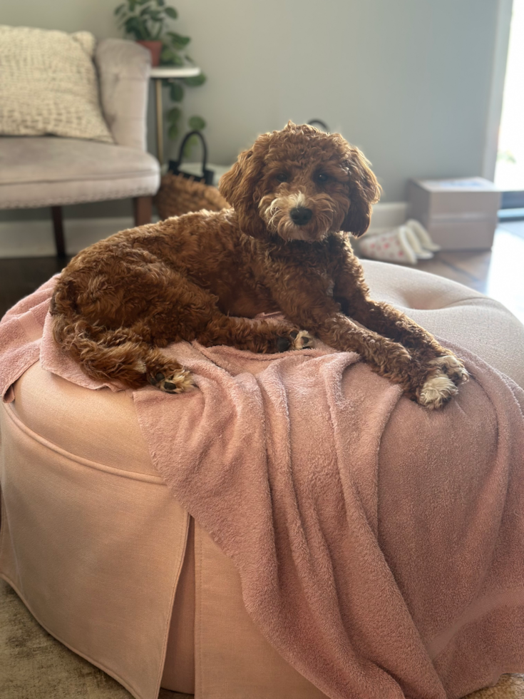 Mini Irish Doodle Pup