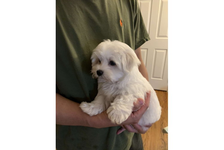 Fluffy Maltese Purebred Puppy