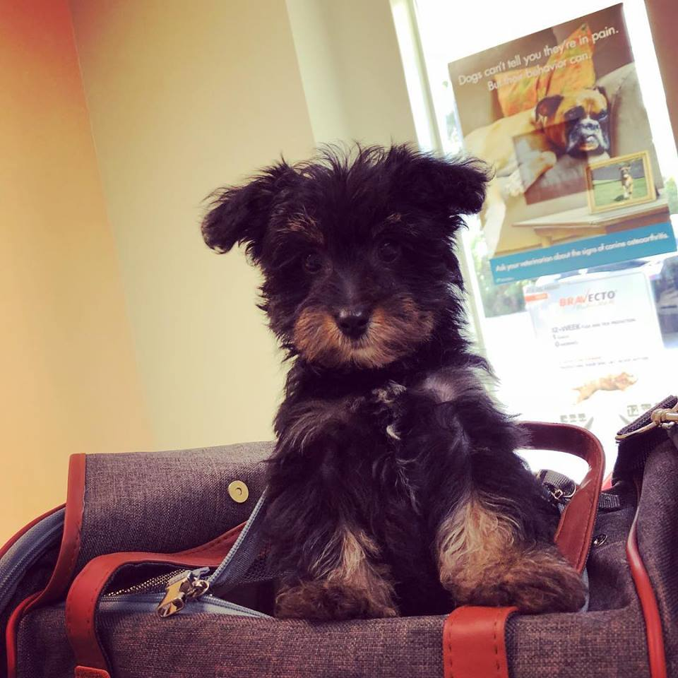 Morkie Pup Being Cute