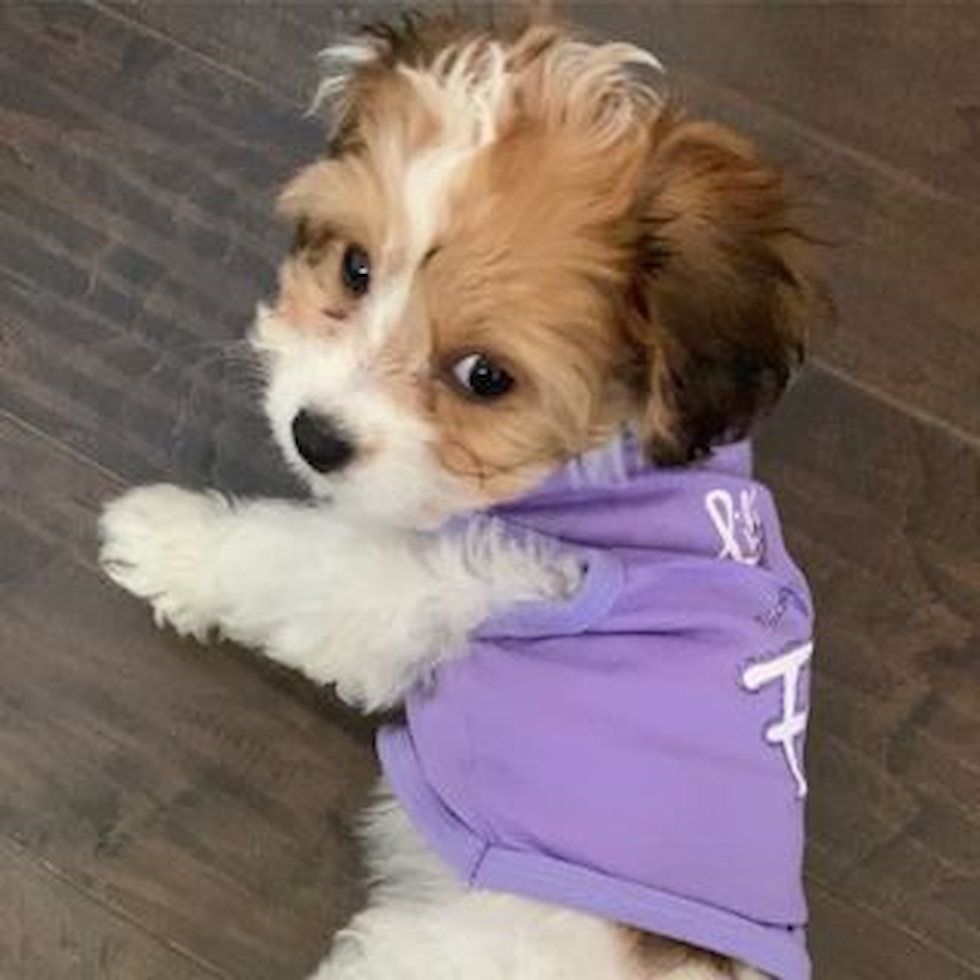 Friendly Cavachon Pup in Lathrop CA