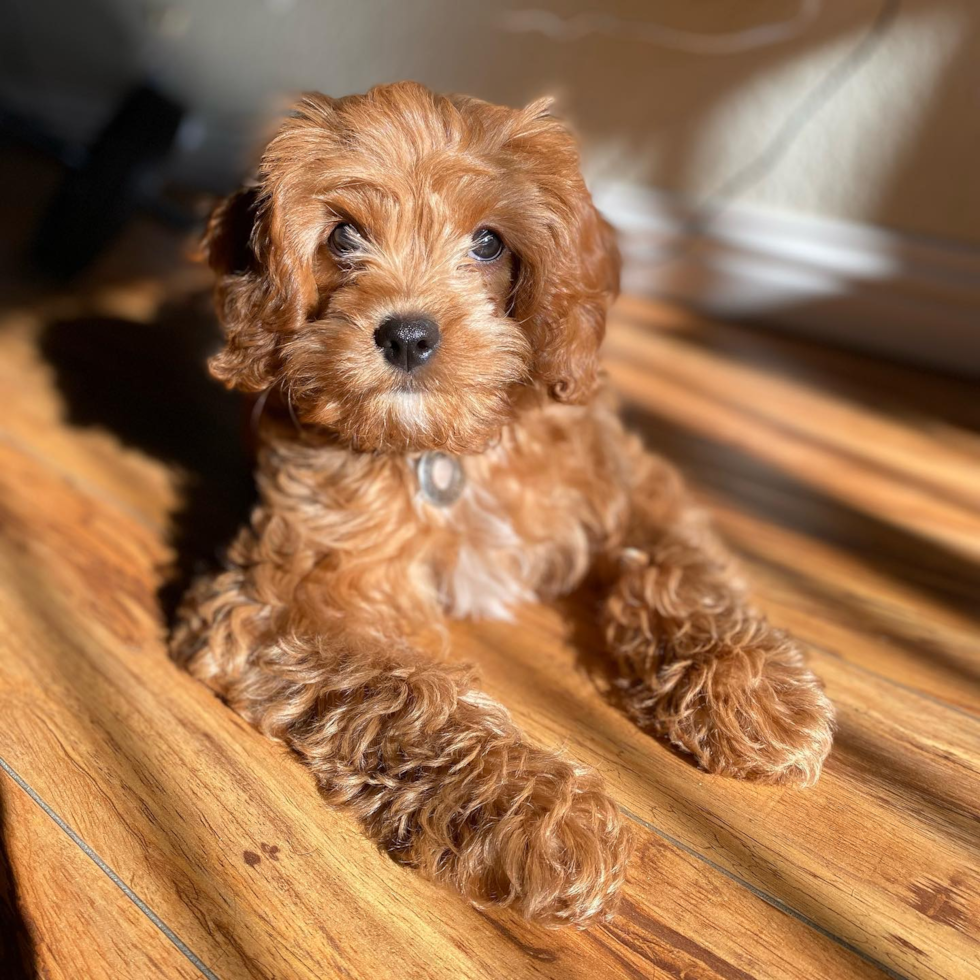 Adorable Cavoodle Poodle Mix Pup