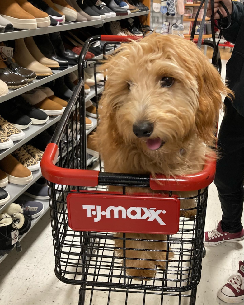 Popular Mini Goldendoodle Poodle Mix Pup