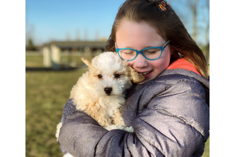 Energetic Bernadoodle Poodle Mix Puppy