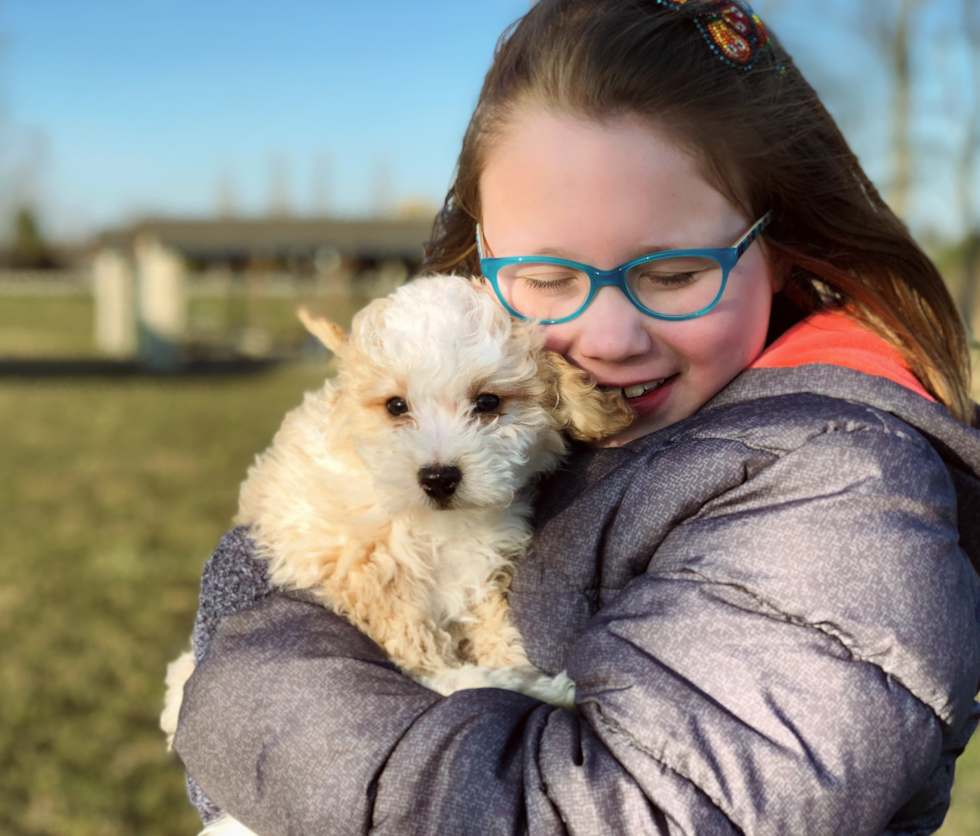 Adorable Mini Berniedoodle Poodle Mix Pup