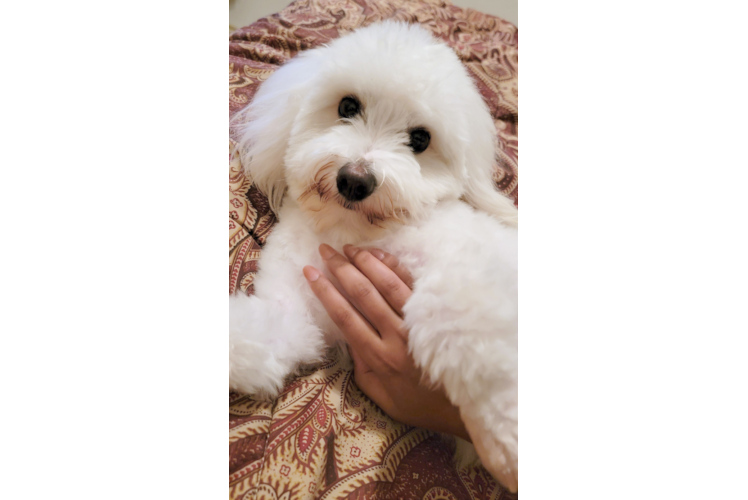 Petite Havanese Purebred Puppy