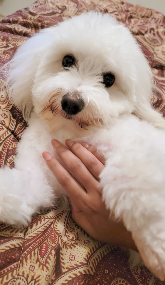 Happy Havanese Purebred Pup