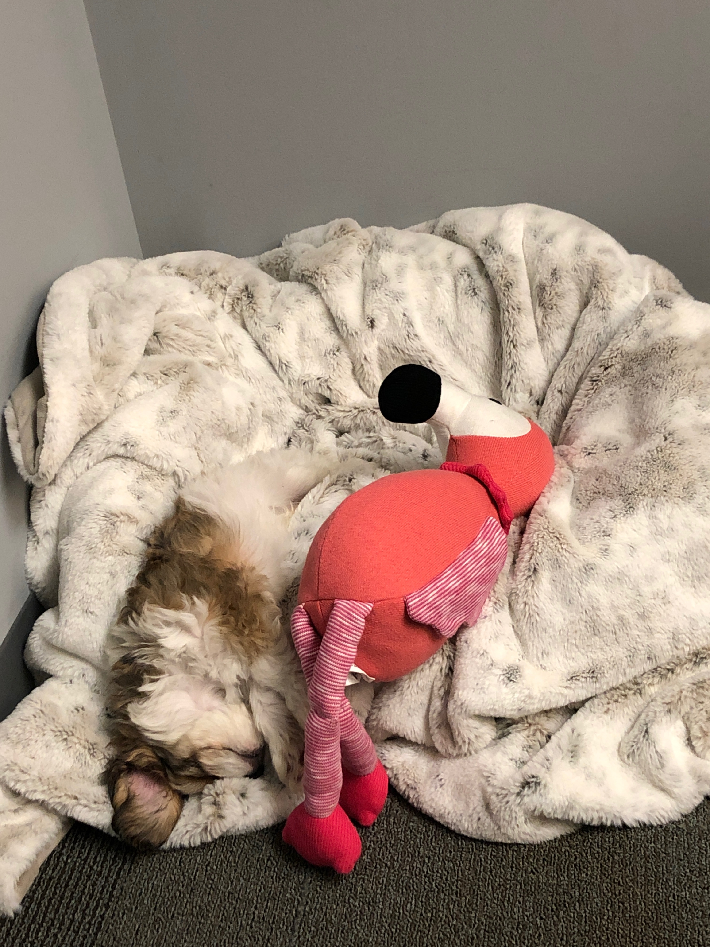Cavachon Pup Being Cute