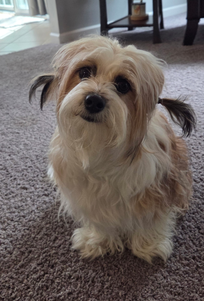 Hypoallergenic Aussie Bichon Designer Pup