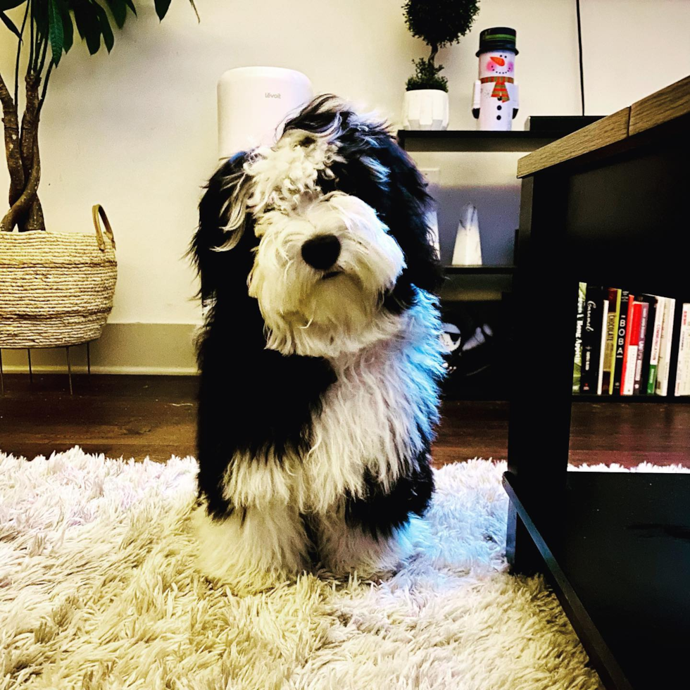 Mini Sheepadoodle Being Cute