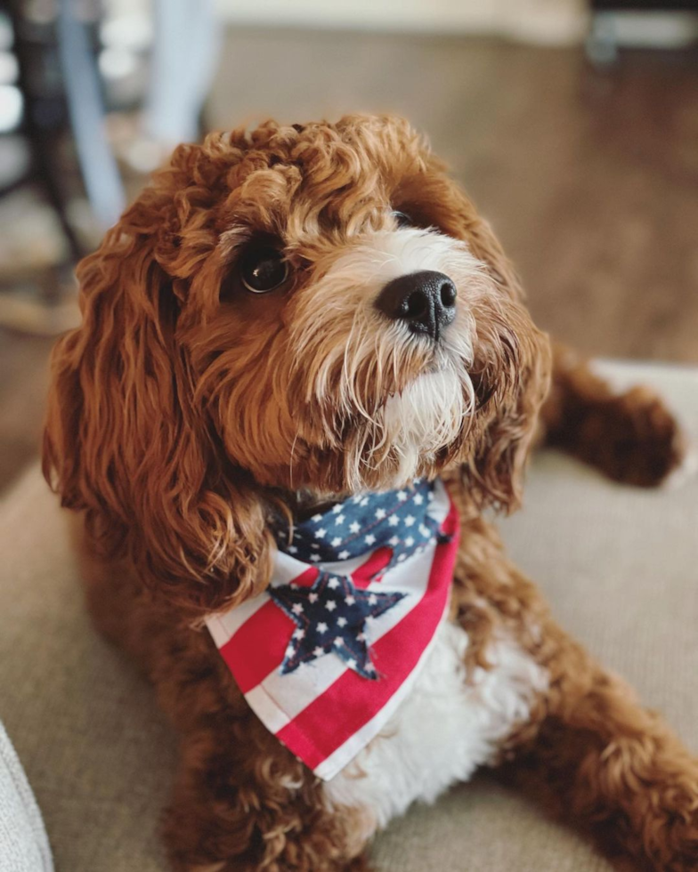 Small Cavapoo Pup