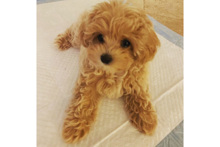 Maltipoo Puppy for Adoption