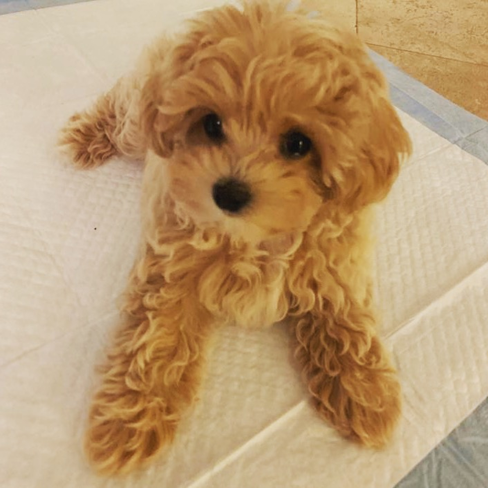 Sweet Maltipoo Pup