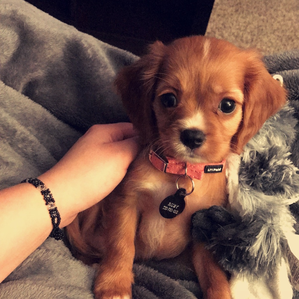 Petite Cavalier King Charles Spaniel Purebred Pup