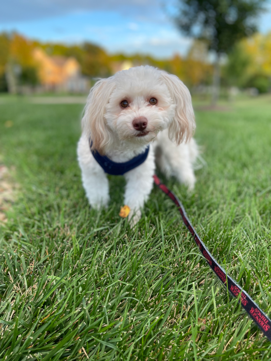 Medina Havanese Pup