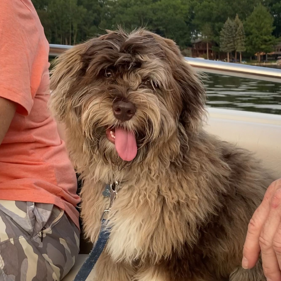 Hypoallergenic Havanese Poodle Mix Pup