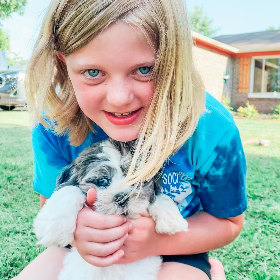 Popular Shih Poo Poodle Mix Pup